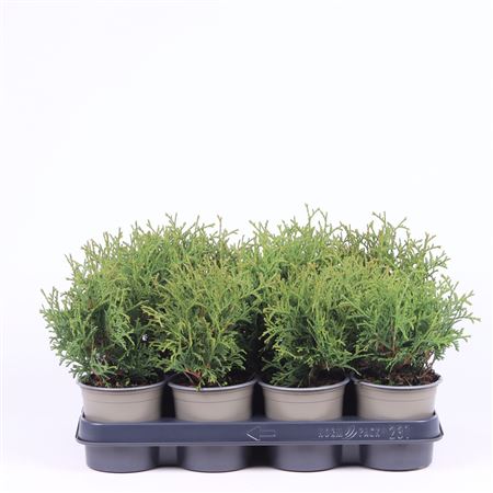 Thuja Occ Tiny Tim