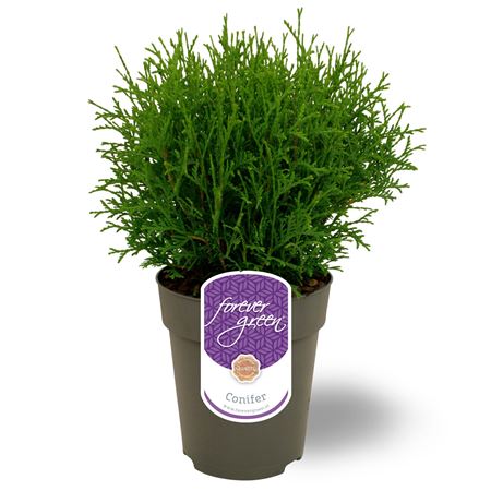 Thuja Occ Tiny Tim