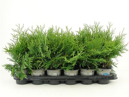 Thuja Occ Woodwardii