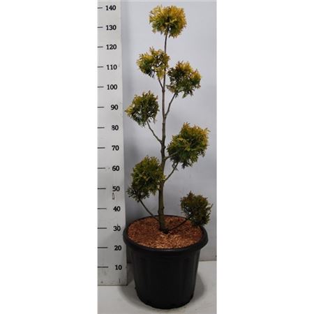 Thuja Occ Yellow Ribbon.