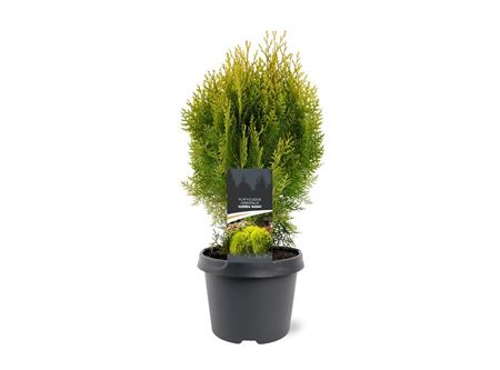 Platycladus Or Aurea Nana
