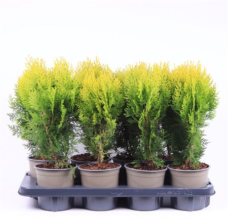 Platycladus Or Aurea Nana