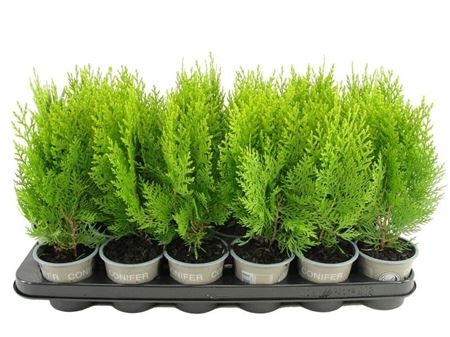 Платиклад или Ауреа Нана