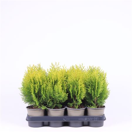 Platycladus Or Aurea Nana
