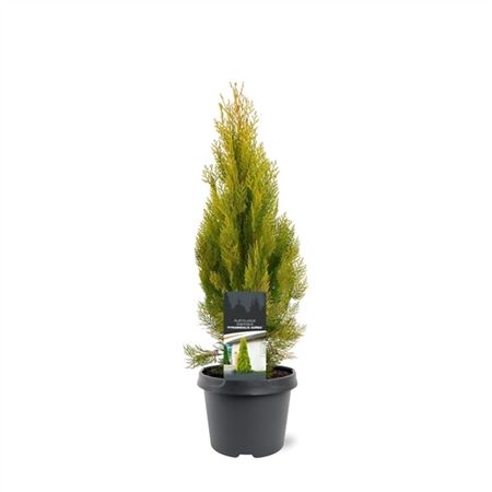 Platycladus или Pyramidalis Aurea