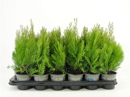 Platycladus Or Pyramidalis Aurea