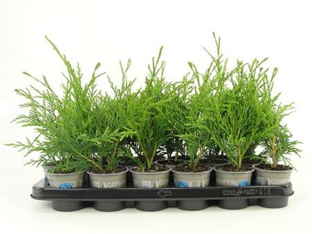 Thuja Plic Aldrich Mountain