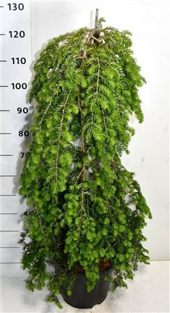 Tsuga Can Pendula