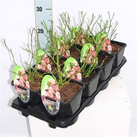 Rosa Patio The Fairy