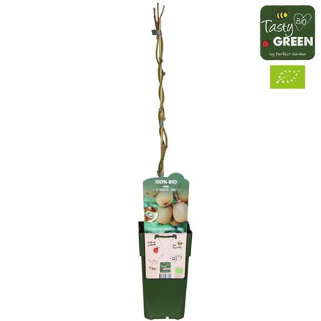 Actinidia Del Jenny Bio