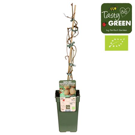 Actinidia Deliciosa Jenny Bio