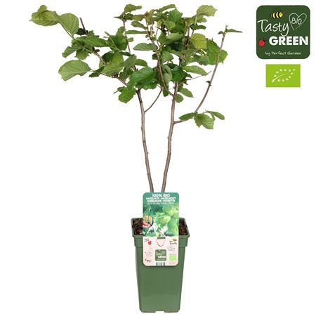 Corylus Rode Zellernoot Bio