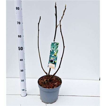 Ficus Carica Brown Turkey