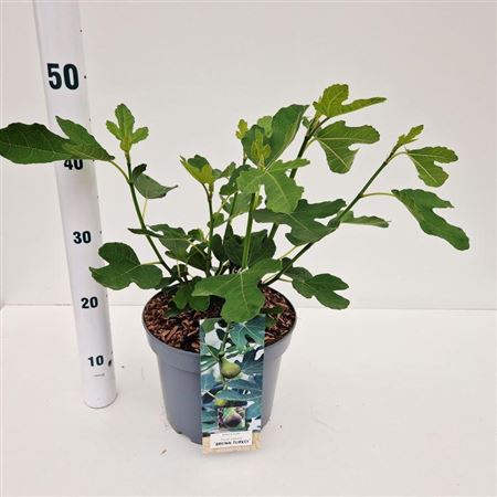 Ficus Carica Brown Turkey