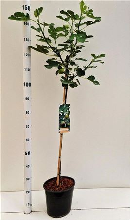 Ficus Carica Brown Turkey On Stem