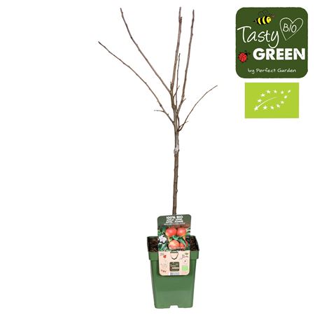 Malus Domestica Rode Boskoop Bio