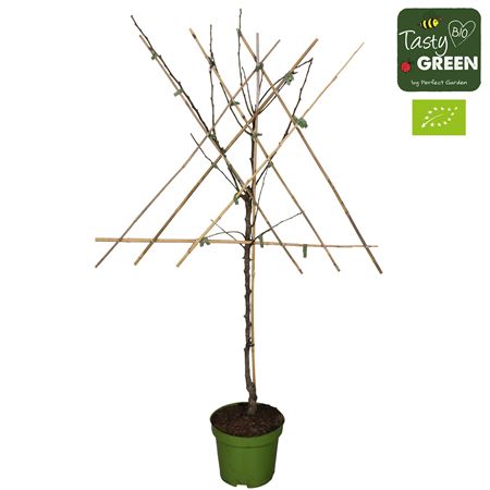 Pyrus Communis Conference Bio