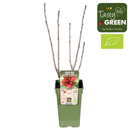 Рибес Джонхир Ван Тетс Биография