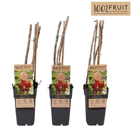 Рибес Рубрум Джонхир Ван Тетс