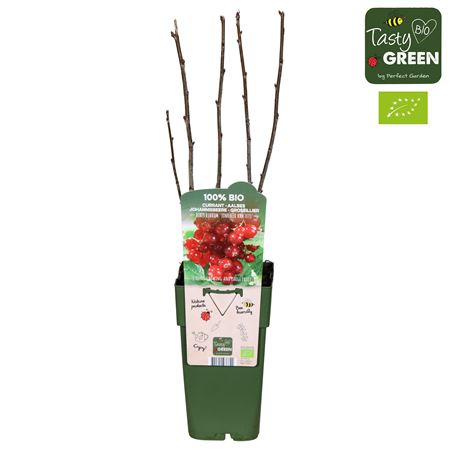 Ribes Rubrum Jonkheer Van Tets Bio
