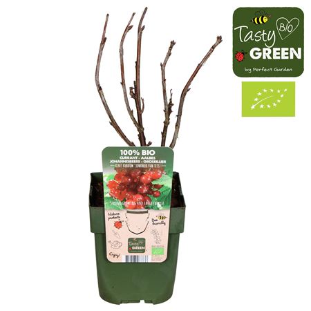 Ribes Rubrum Jonkheer Van Tets Bio