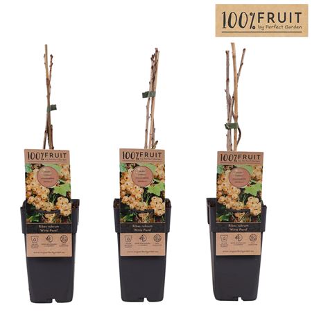 Ribes Rubrum Witte Parel
