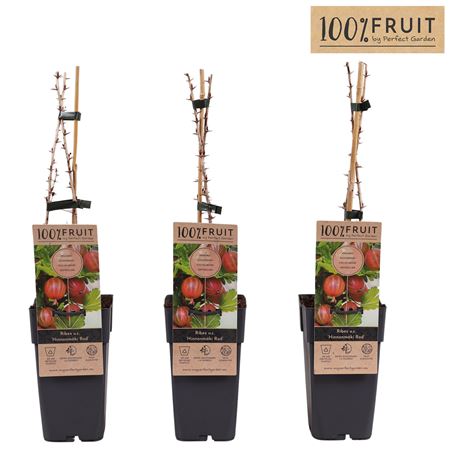 Ribes Uva-crispa Hinnonmäki Röd