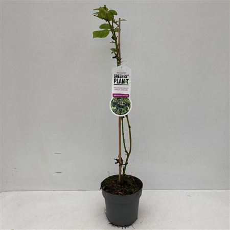 Rubus Fruticosus Black Satin