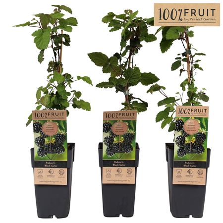 Rubus Fruticosus Black Satin