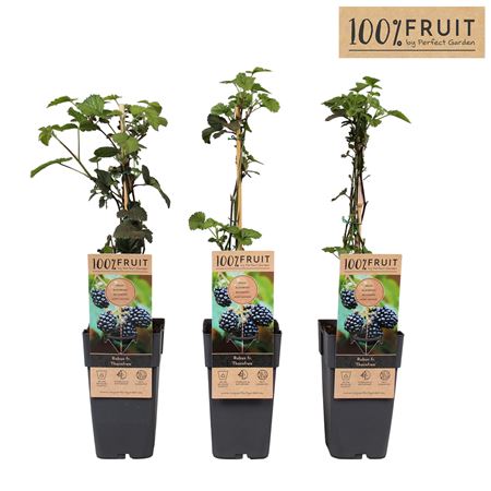 Rubus Fruticosus Thornfree
