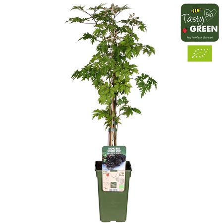 Rubus Frut Thornless Evergreen Bio