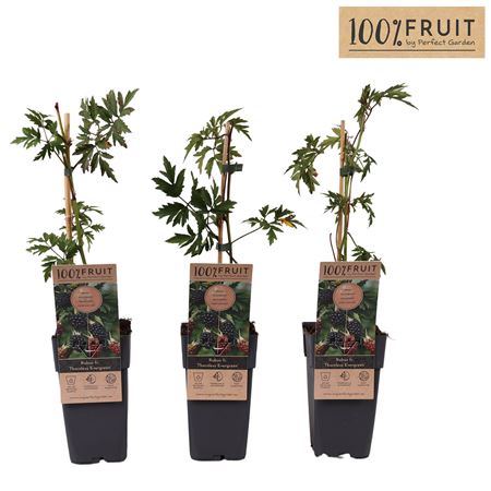 Rubus Fruticosus Thornless Evergreen