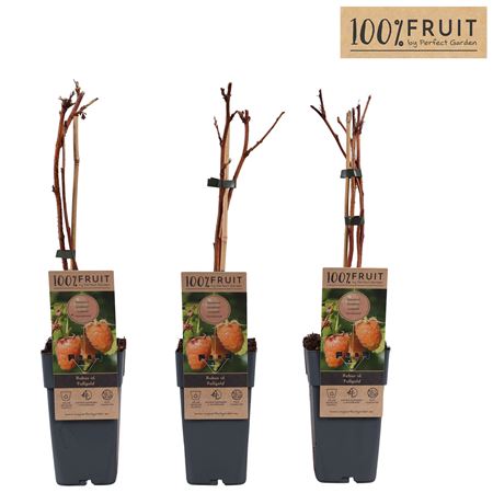 Rubus Idaeus Fallgold