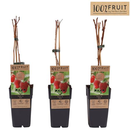 Rubus Idaeus Zefa Herbsternte