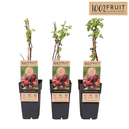 Rubus Phoenicolasius