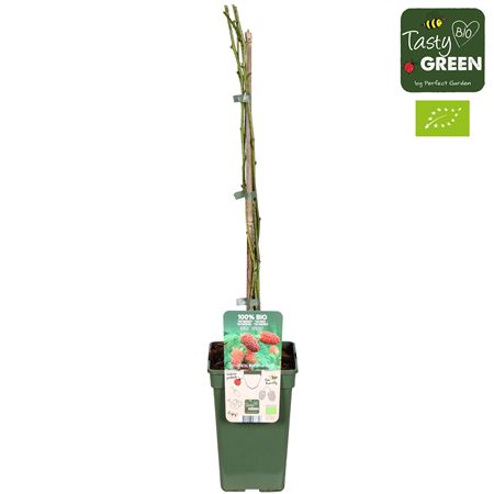 Rubus Tayberry Bio