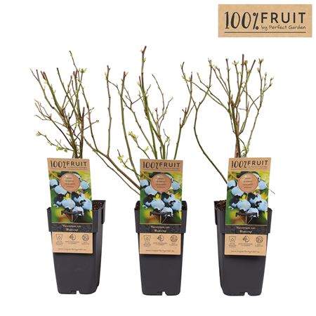 Vaccinium Cor Bluecrop