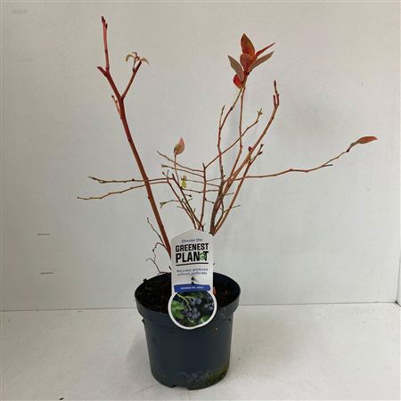 Vaccinium Cor Jersey