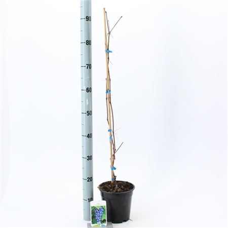 Vitis Vin Boskoop Glory