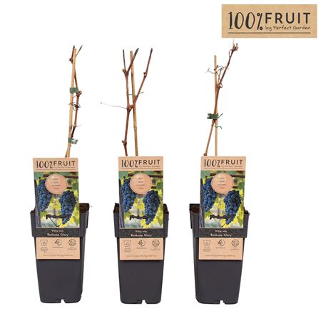 Vitis Vin Boskoop Glory