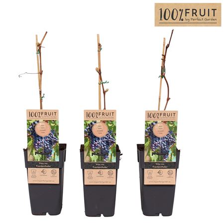 Vitis Vin Frankenthaler