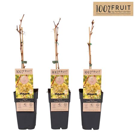 Vitis Vin Golden Champion