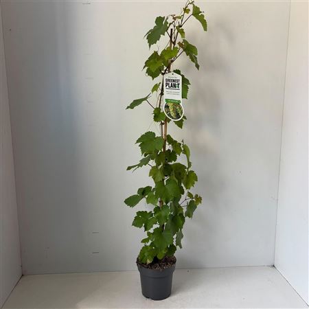 Vitis Vin Vroege Van Der Laan