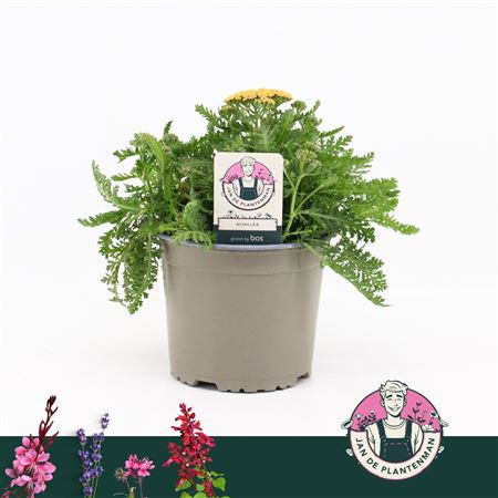 Achillea Millefolium Yellow Milly Rock