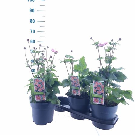 Anemone Hup Serrenade