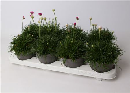 Armeria Maritima Mix