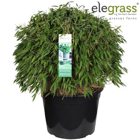 Fargesia Moontears Boobux