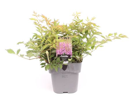 Astilbe Chinensis Pumila