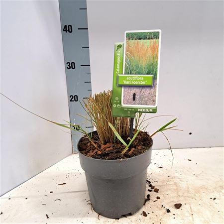 Calamagrostis Acut Karl Foerster