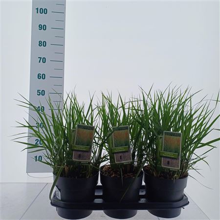 Calamagrostis Acutiflora Karl Foerster